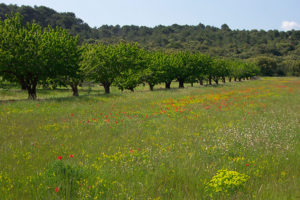 photo of orchard in spring in Uzes France