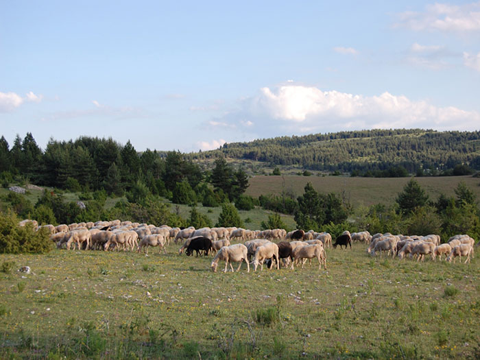 sheep graze in the beautiful countryside of the cause mejean