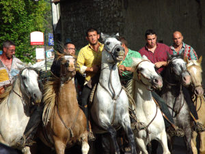 abrivado horse grouping