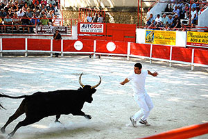 course camarguaise bull fight