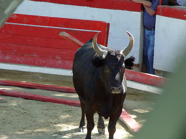unlike american rode bulls, course camarguaise bulls have not had their horns cut