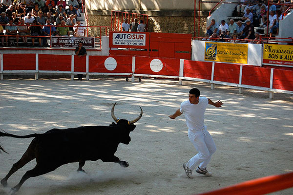 course camarguaise bullfights pit man against beast; and beasts seem to have the upper hand