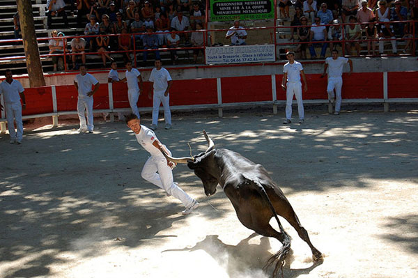 the ficelle hangs in the air at a course camarguaise bullfight