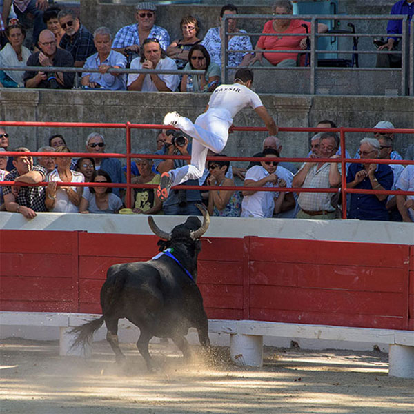 things get dramatic when bullfighters leap over the barricades at course camarguaises
