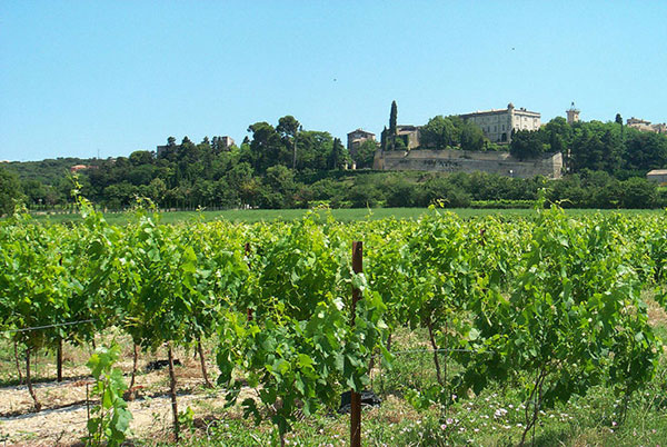 Vineyards and farm fields dot the landscape at the foot of Saint Siffret
