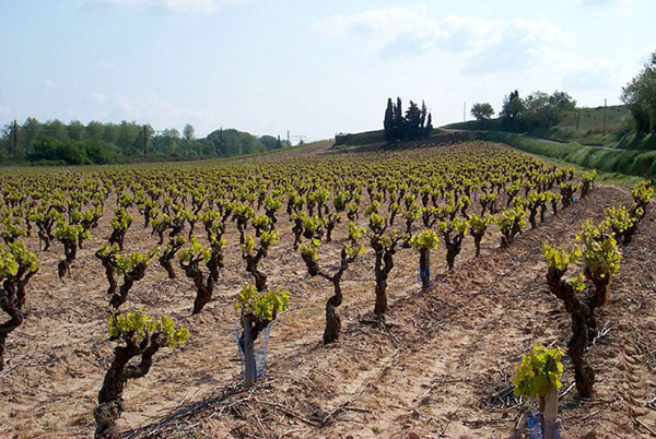 vineyard in Saint Siffret with the first spring flush of growth