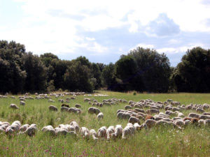 sheep in the pasture near st quentin la potterie