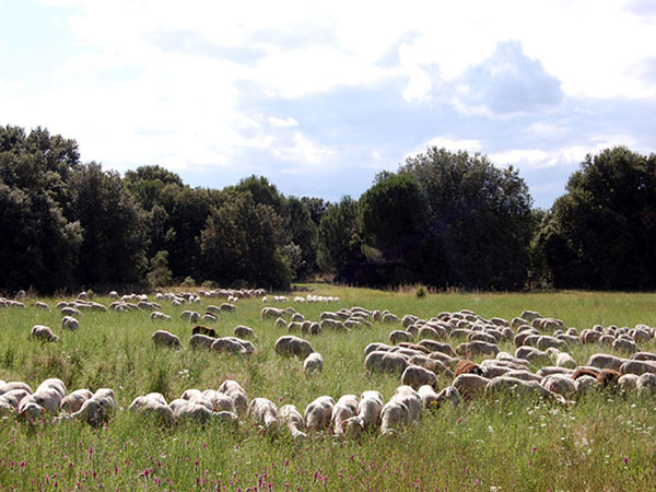 sheep herd near st quentin la potterie